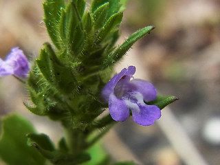 Acinos arvensis