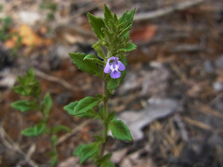 Acinos arvensis