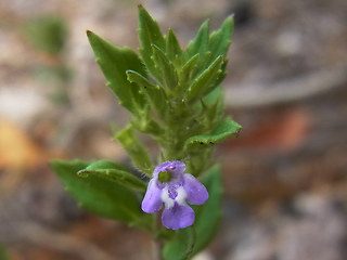 Acinos arvensis