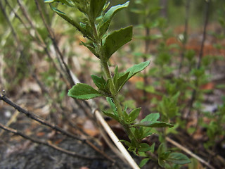 Acinos arvensis