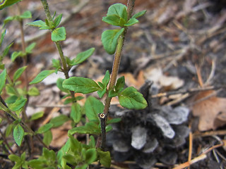 Acinos arvensis