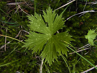 Aconitum lycoctonum