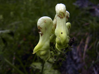 Aconitum lycoctonum