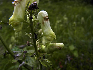 Aconitum lycoctonum