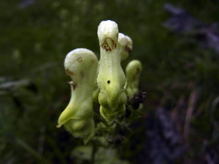 Aconitum lycoctonum