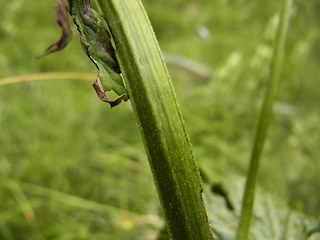 Aconitum lycoctonum