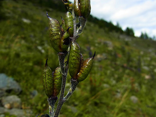 Aconitum napellus