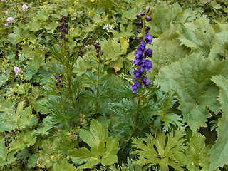 Aconitum tauricum