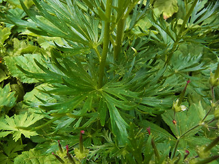 Aconitum tauricum