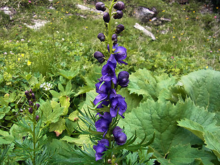 Aconitum tauricum