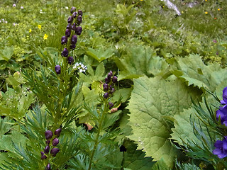 Aconitum tauricum