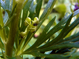 Aconitum tauricum