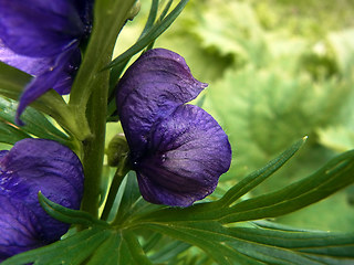 Aconitum tauricum