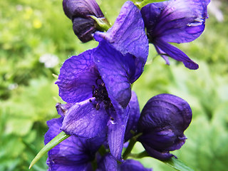 Aconitum tauricum