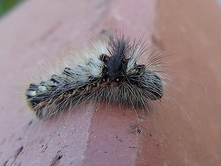 Acronicta rumicis