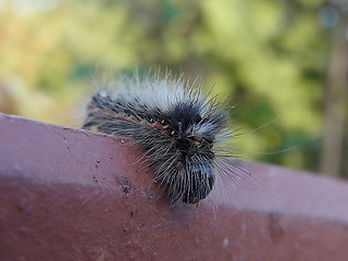 Acronicta rumicis