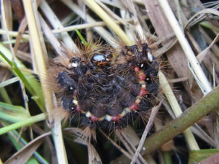 Acronicta rumicis