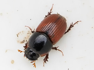 Acrossus fimetarius - cardinalis
