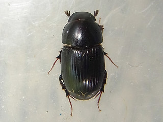 Acrossus luridus - depressus