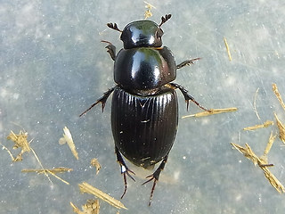 Acrossus luridus - depressus