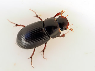 Acrossus rufipes