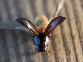 Acrossus rufipes