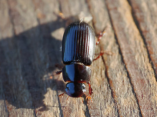 Acrossus rufipes