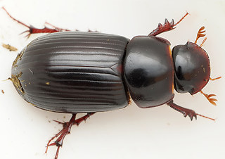 Acrossus rufipes