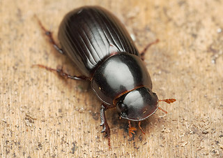 Acrossus rufipes