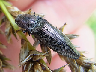 Actenicerus sjaelandicus