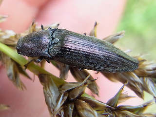 Actenicerus sjaelandicus