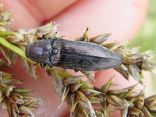 Actenicerus sjaelandicus