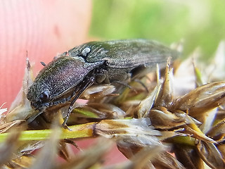 Actenicerus sjaelandicus