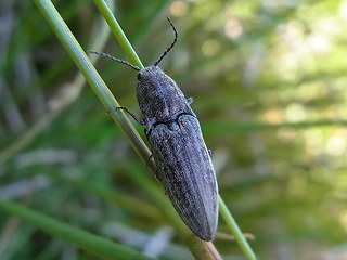 Actenicerus sjaelandicus