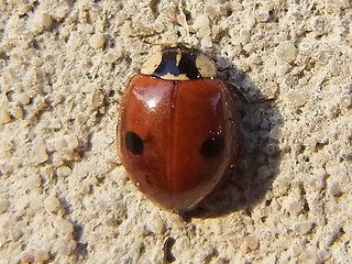 Adalia bipunctata