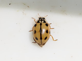 Adalia conglomerata