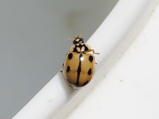 Adalia conglomerata
