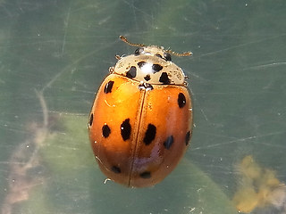 Adalia decempunctata