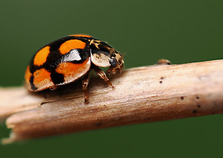 Adalia decempunctata
