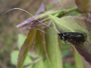 Adela reaumurella