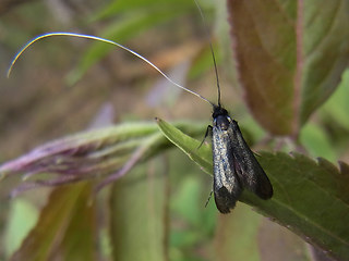 Adela reaumurella