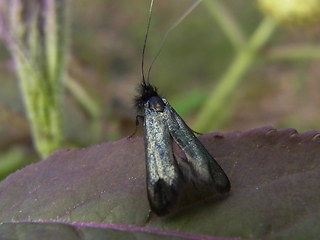 Adela reaumurella