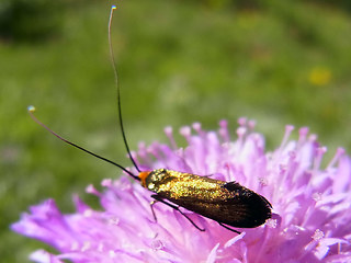 Adela violella