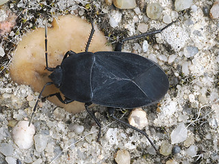 Aellopus atratus