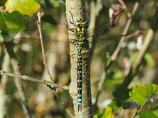 Aeshna cyanea