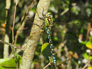 Aeshna cyanea