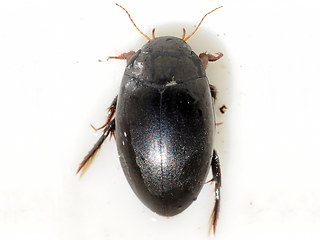 Agabus sp.