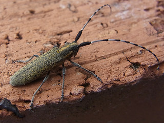 Agapanthia villosoviridescens