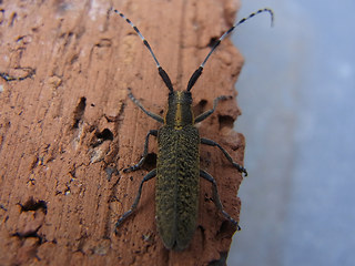 Agapanthia villosoviridescens