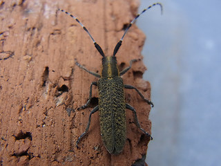 Agapanthia villosoviridescens